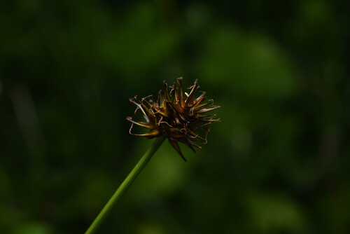 Jones' sedge (Carex jonesii)