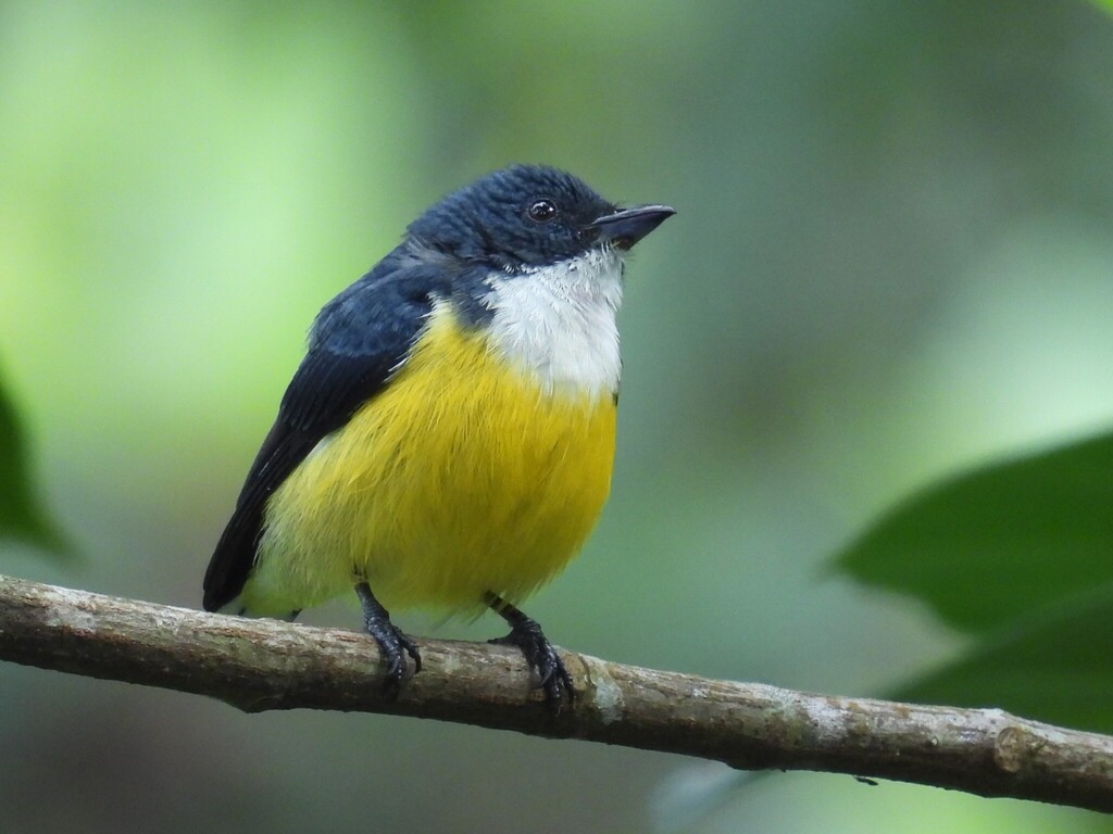 White-throated Flowerpecker (Pachyglossa vincens) photo