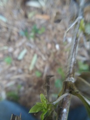Salvia pentstemonoides