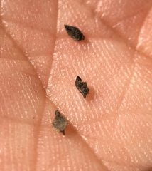 Cordylanthus pilosus