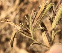 Cordylanthus pilosus