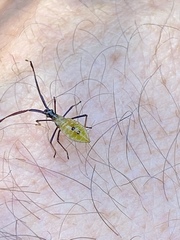 Amblypelta nitida