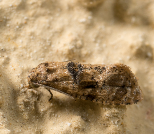Chrysanthemum Flower Borer Moth photo 5