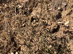 Cordylanthus pilosus