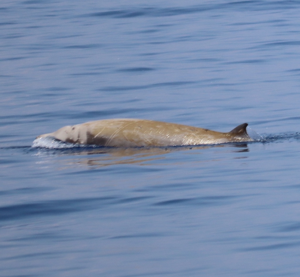 Cuvier's beaked whale surfacing, pale scarred head and small dorsal fin