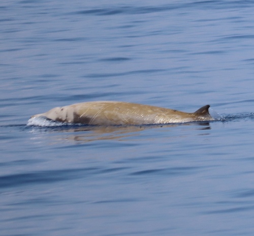 アカボウクジラ