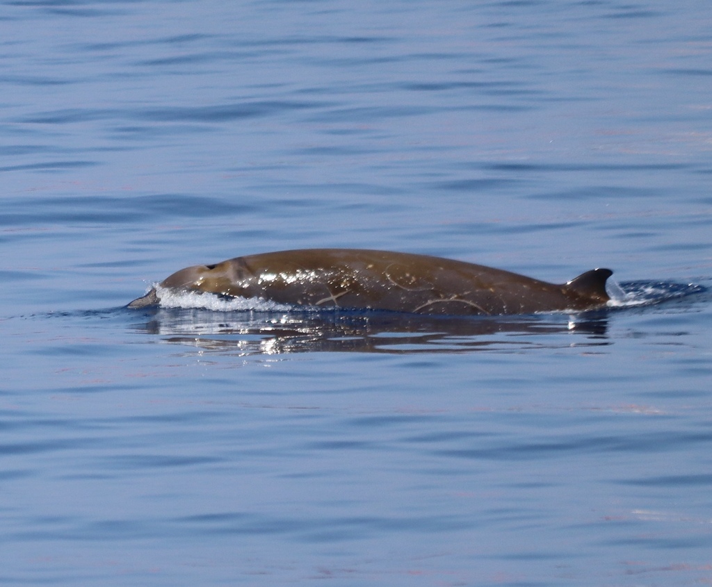 Baleine à bec de Cuvier