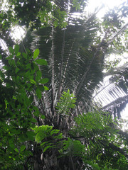 Attalea racemosa
