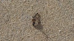 Rhytidoponera metallica