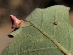 Neuroterus saltatorius