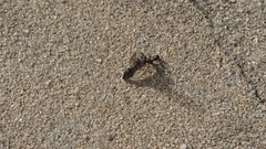 Rhytidoponera metallica