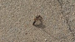 Rhytidoponera metallica