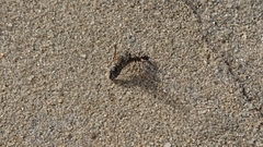 Rhytidoponera metallica