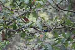 Dacnis hartlaubi
