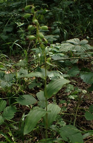 Dune Helleborine (Epipactis dunensis)