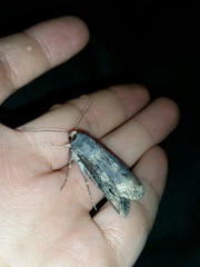 Agrotis ipsilon