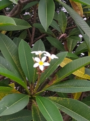 Plumeria obtusa