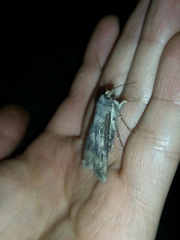 Agrotis ipsilon