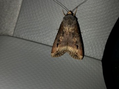 Agrotis ipsilon