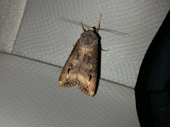 Agrotis ipsilon