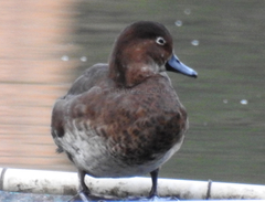 Aythya americana
