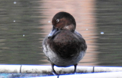 Aythya americana