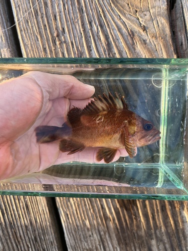 quillback rockfish