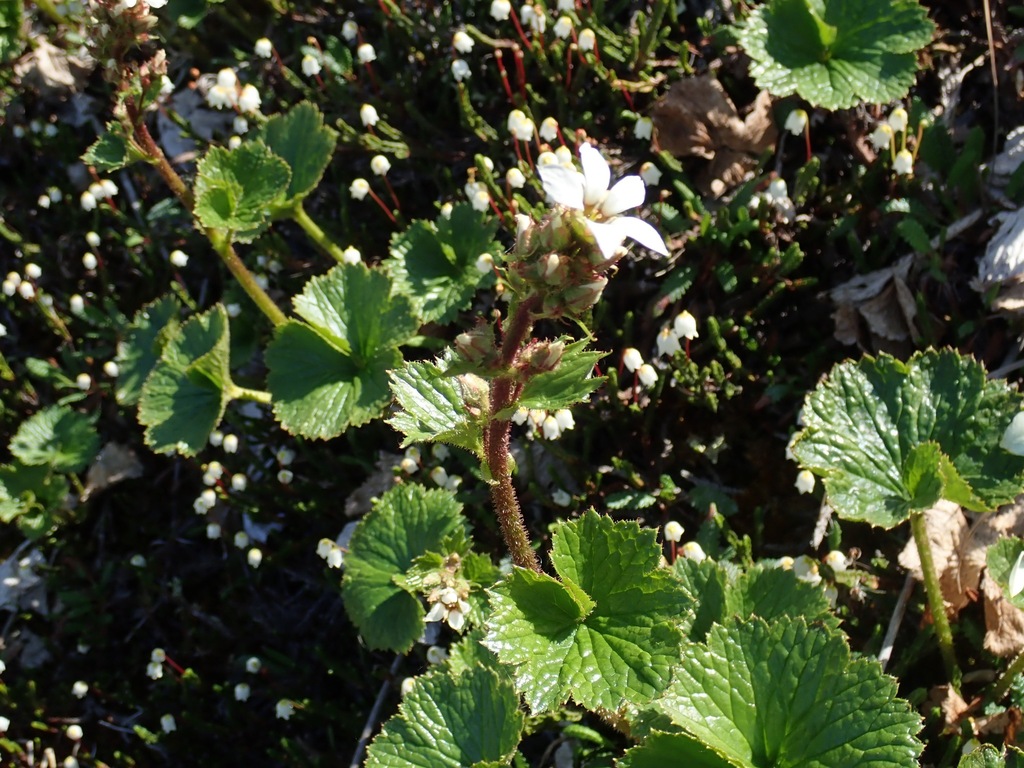 Richardson's brookfoam (Boykinia richardsonii)
