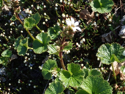 Richardson's brookfoam (Boykinia richardsonii)