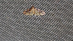 Cotachena