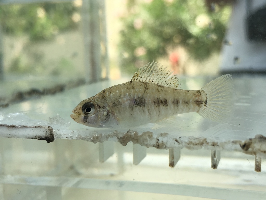 Orange flagfish (Garmanella pulchra) — Cyprinodontidae
