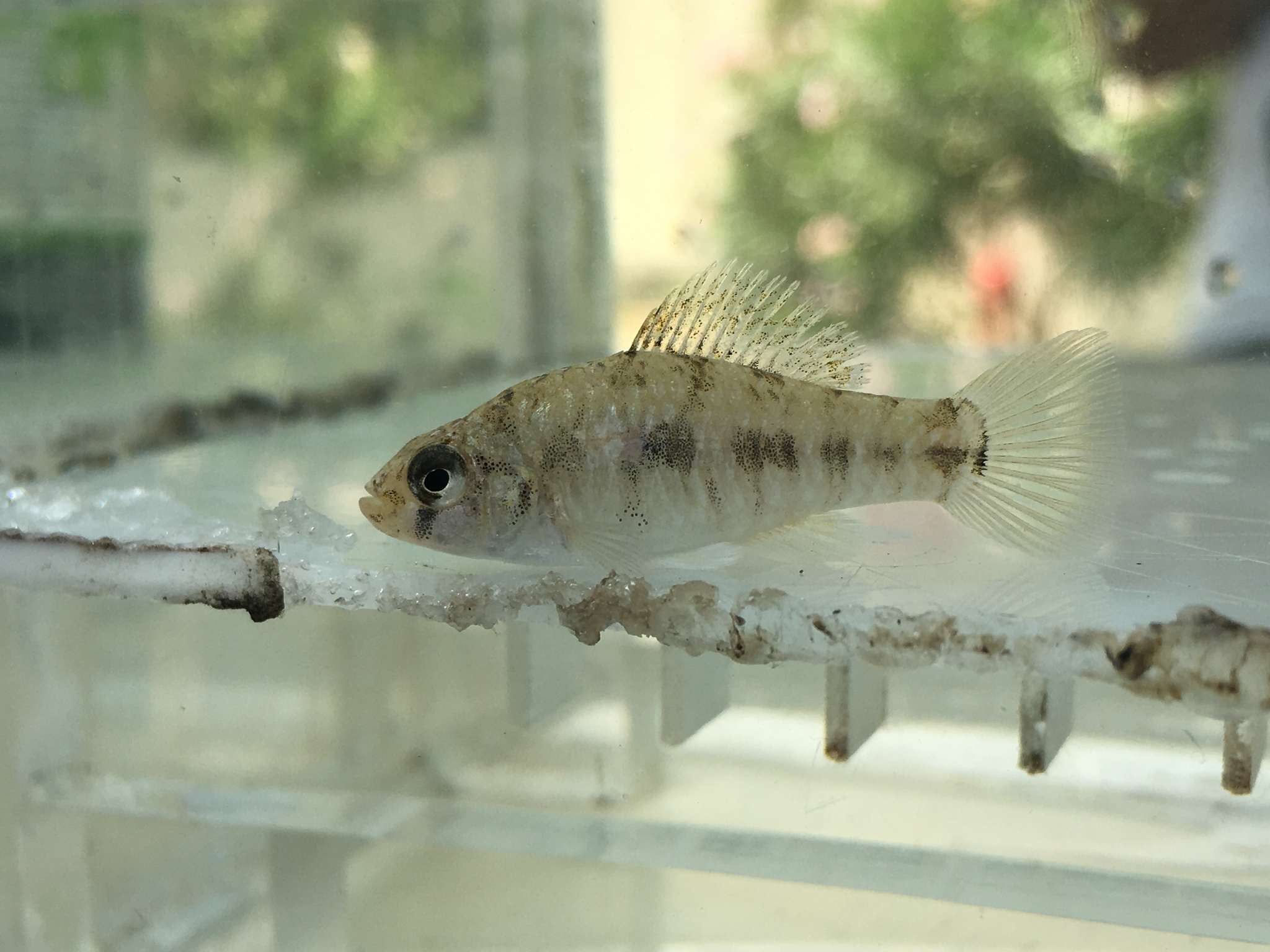 Jordanella pulchra