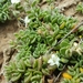 Wilsonia rotundifolia - Photo (c) naturehoodz,  זכויות יוצרים חלקיות (CC BY-NC), הועלה על ידי naturehoodz