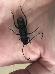 Tragidion coquus