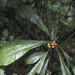 Clavija lancifolia - Photo (c) Paul Donahue,  זכויות יוצרים חלקיות (CC BY-NC), הועלה על ידי Paul Donahue