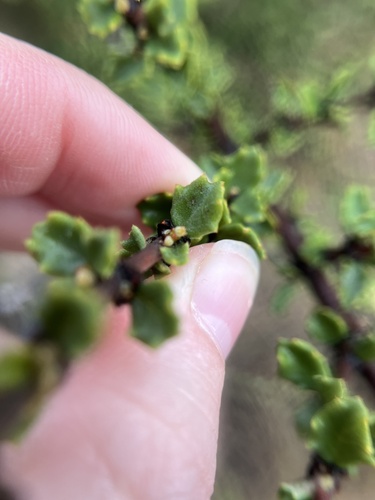 Otay Mountain Ceanothus (Ceanothus otayensis)
