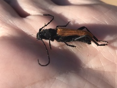 Tragidion coquus