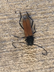 Tragidion coquus