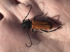 Tragidion coquus