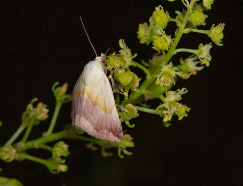 Eublemma purpurina
