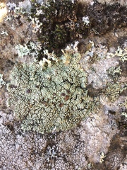 Lecanora argopholis