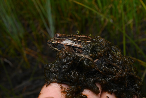 Wood Frog photographed in Colorado
