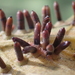 Caryomyia tubicola - Photo (c) mamiles, μερικά δικαιώματα διατηρούνται (CC BY-NC-ND), uploaded by mamiles