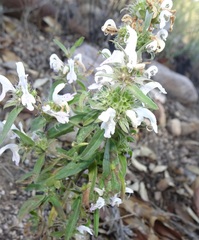 Monarda citriodora austromontana