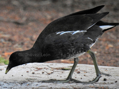 Gallinula galeata