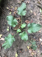 Plantago cordata