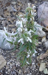 Monarda citriodora austromontana