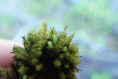 Aulacomnium androgynum