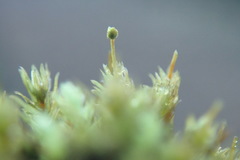 Aulacomnium androgynum