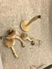 Hygrophorus pusillus